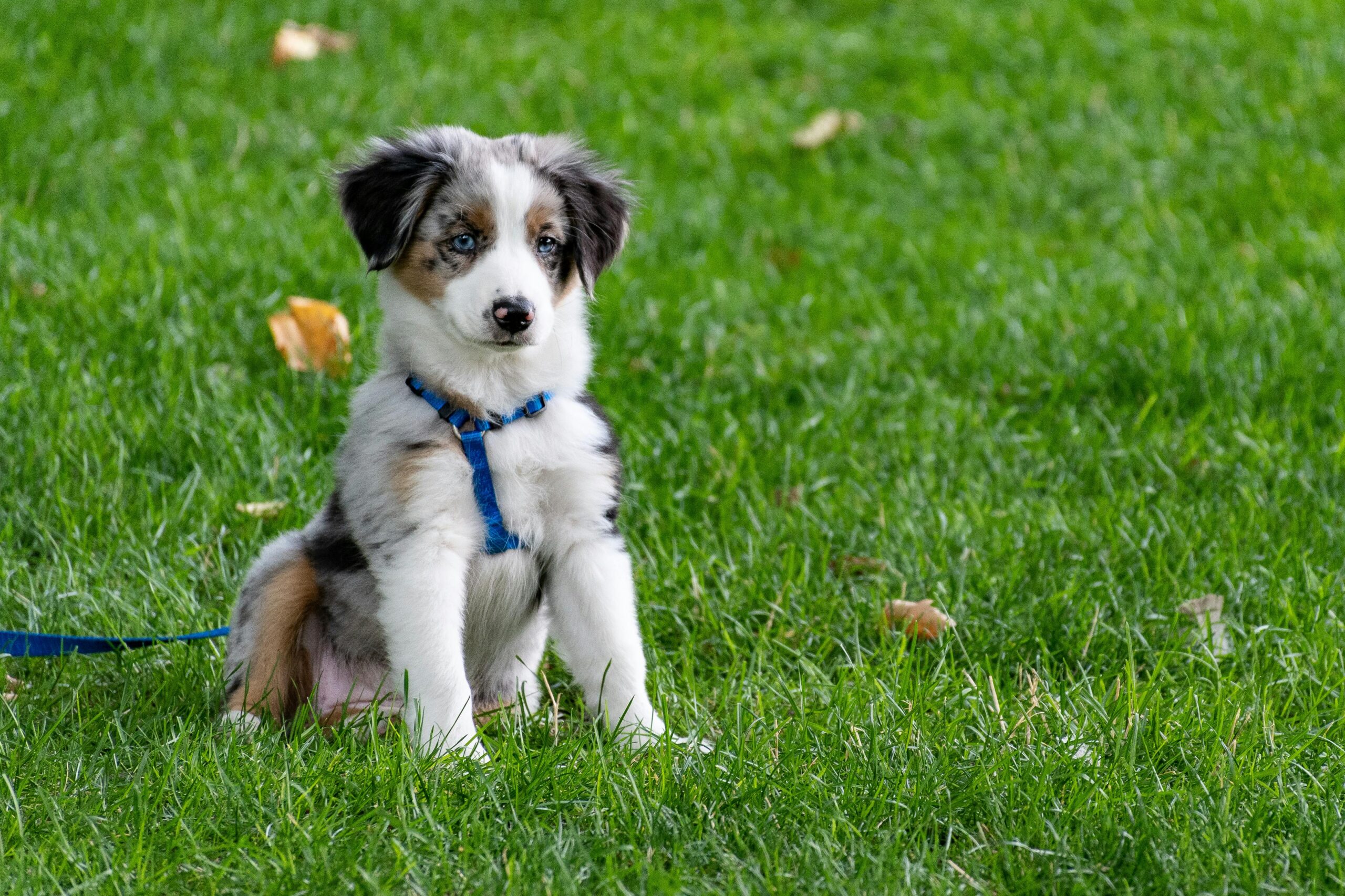 Dog poop lawn damage