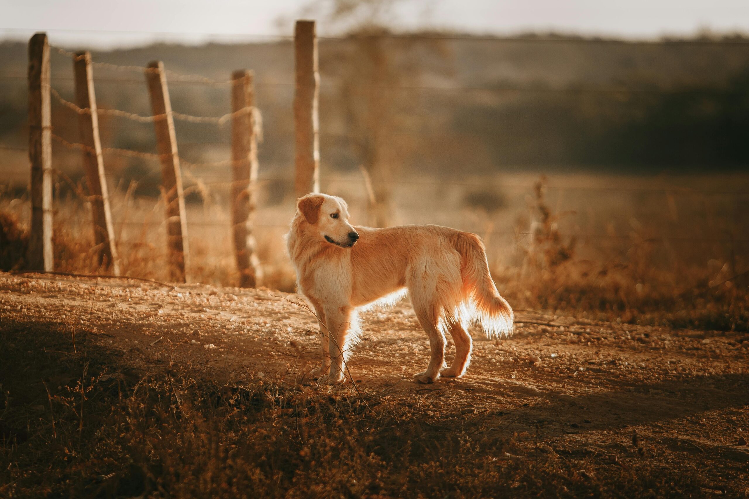 Dog owner walking with pet through a Surrey farm field, highlighting the importance of cleaning up dog waste in rural areas.