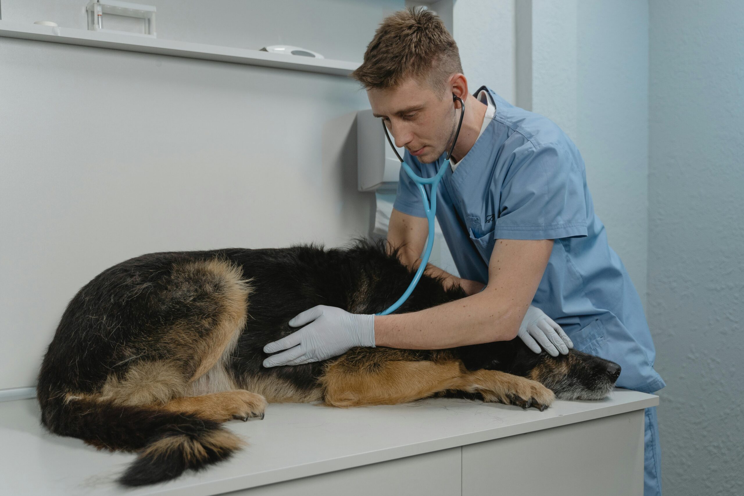 canine parvovirus prevention